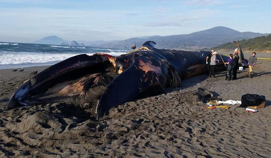 78-ft Long Blue Whale Washed Up in Oregon