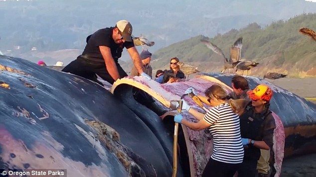 78-ft Long Blue Whale Washed Up in Oregon