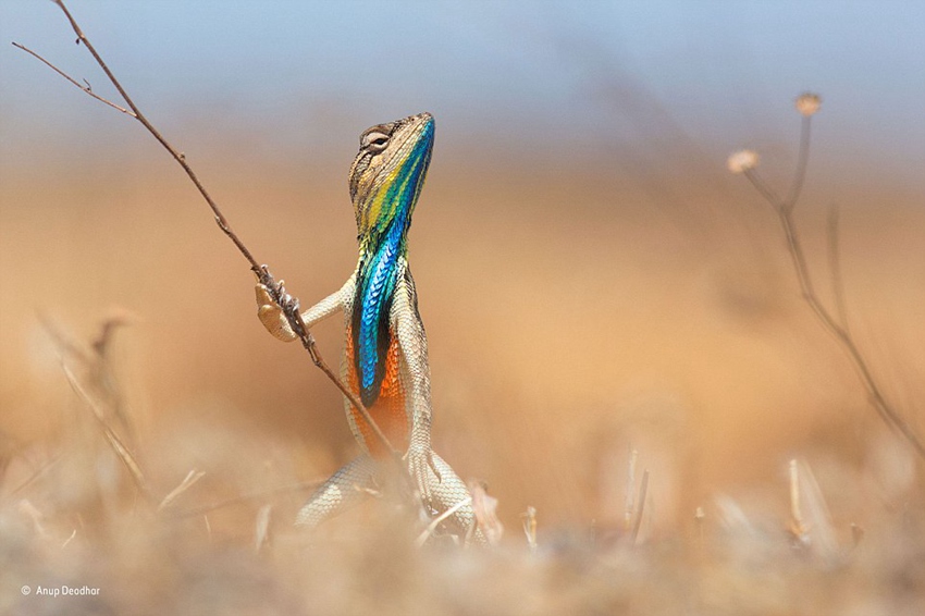Finalists of Wildlife Photographer of the Year 2015 competition