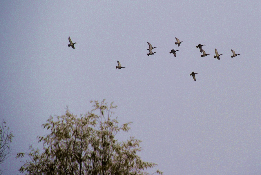 Beijing Wild Duck Lake: Heavenly wetland for birds