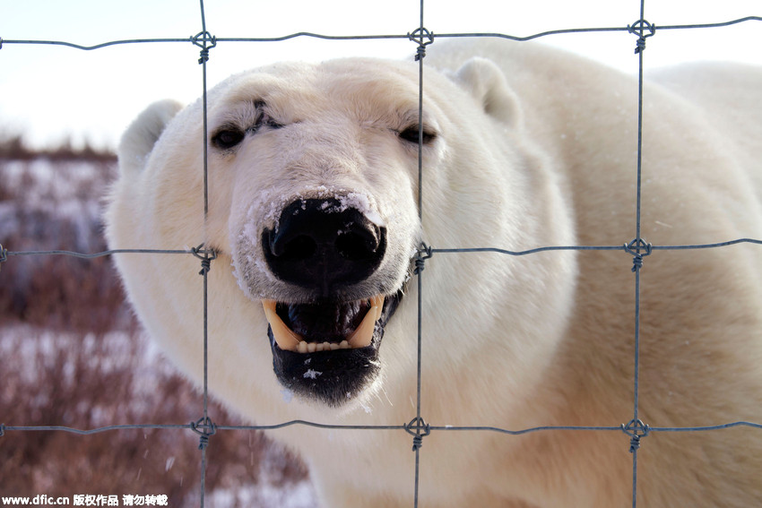 Hungry polar bear gets furious when he smells food he can’t reach
