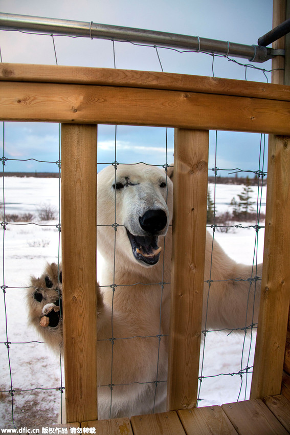 Hungry polar bear gets furious when he smells food he can’t reach