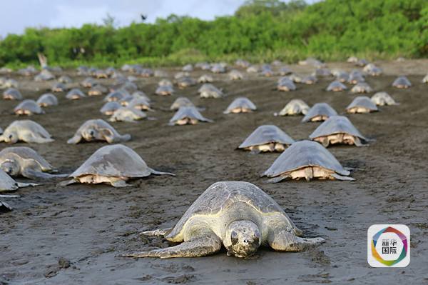 Thousands of Olive Ridley sea turtles lay eggs on Costa Rican