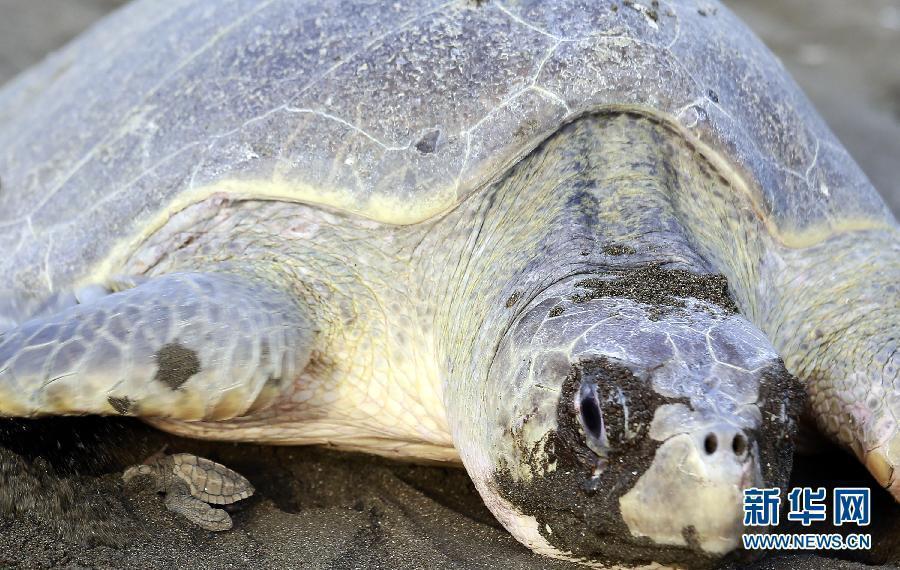 Thousands of Olive Ridley sea turtles lay eggs on Costa Rican coast