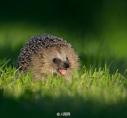 Darling, shall we laugh together?
