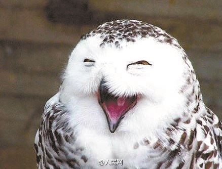 Darling, shall we laugh together?
