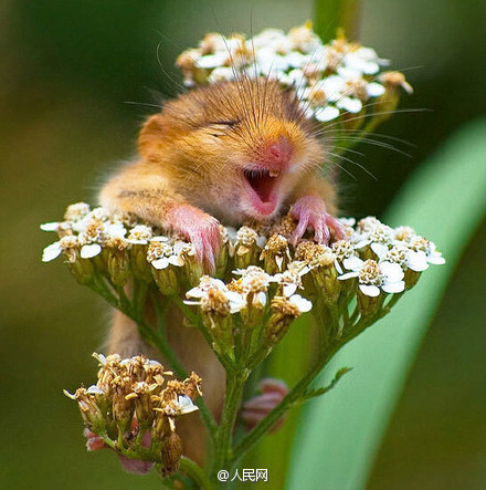 Darling, shall we laugh together?
