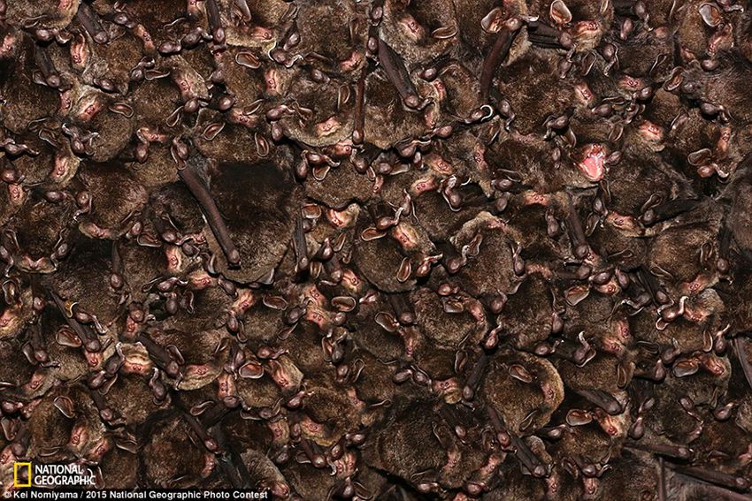 Best pictures from National Geographic's Photo Contest 2015