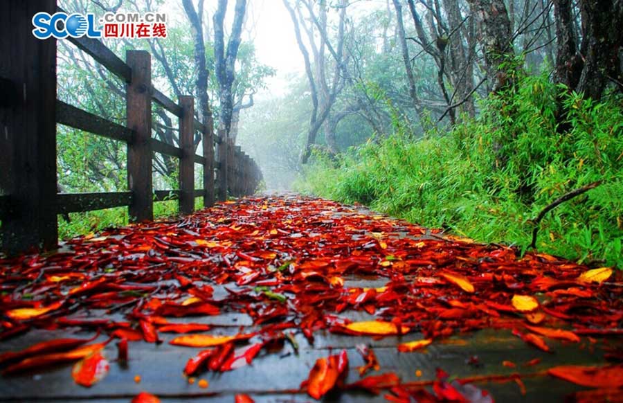 Enjoy red autumnal leaves in Black Bamboo Valley of SW China
