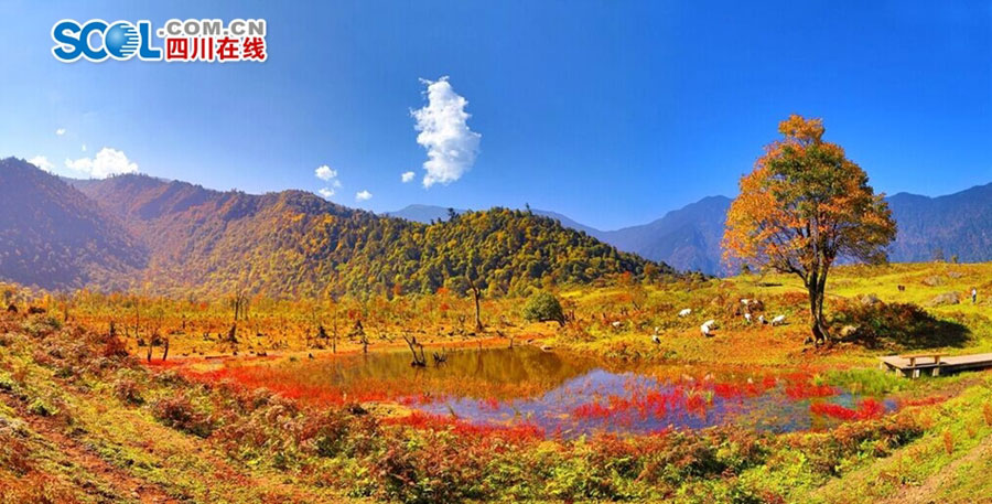 Enjoy red autumnal leaves in Black Bamboo Valley of SW China
