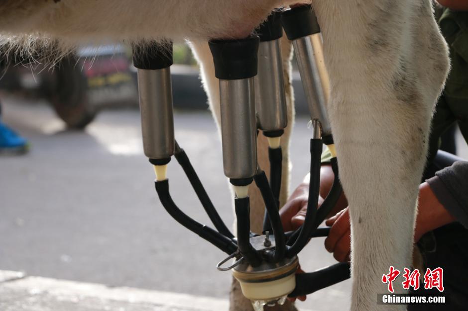 Farmers sell fresh milk directly from cows on street