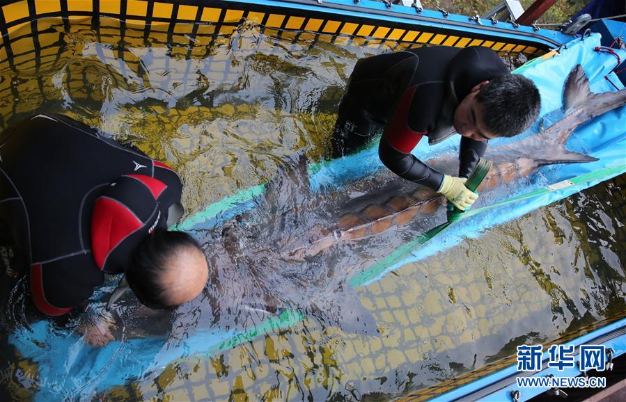 Injured Wild Chinese Sturgeon, the Largest in the Past 20 years, Recuperates in Beijing
