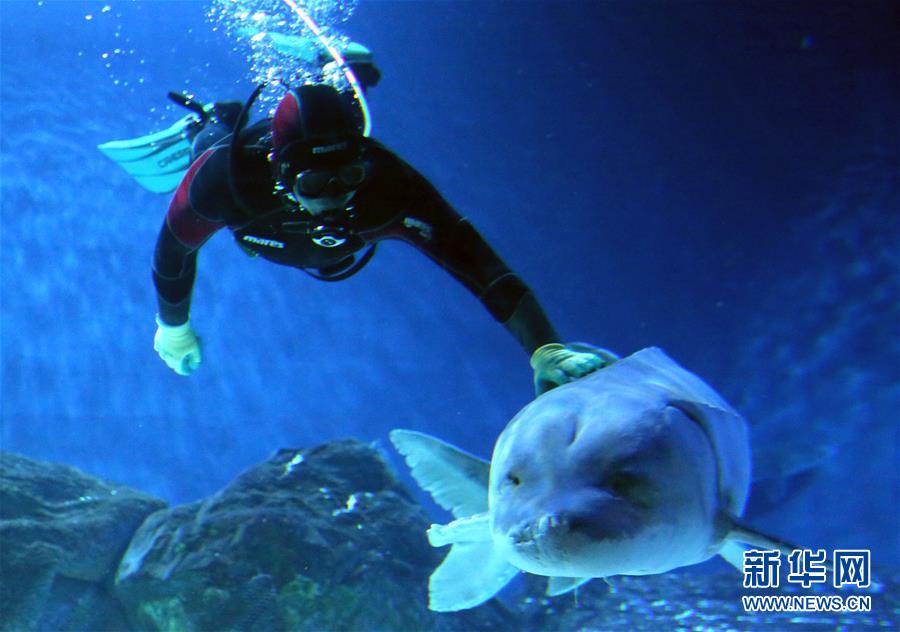 Injured Wild Chinese Sturgeon, the Largest in the Past 20 years, Recuperates in Beijing