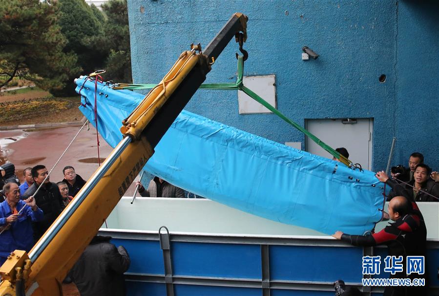 Injured Wild Chinese Sturgeon, the Largest in the Past 20 years, Recuperates in Beijing