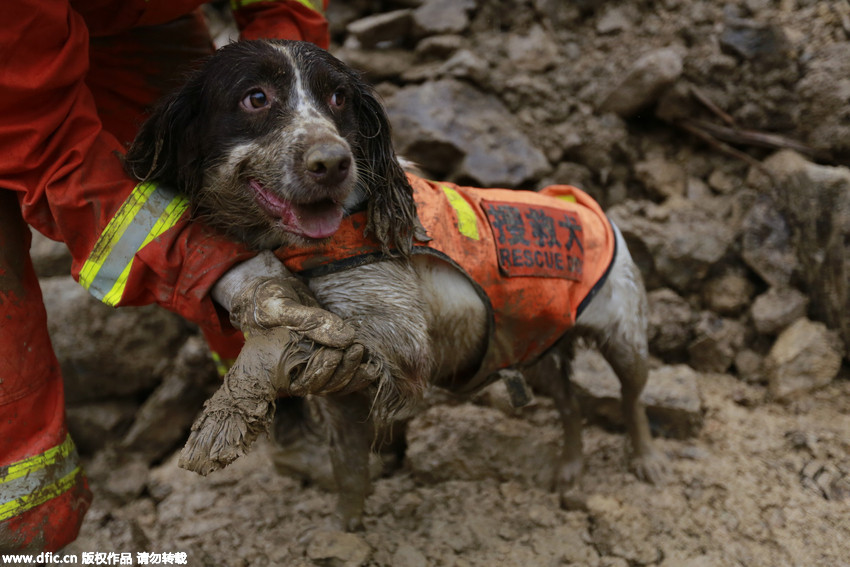 Sniffer dogs with injuries stick to the mission during landslide rescue
