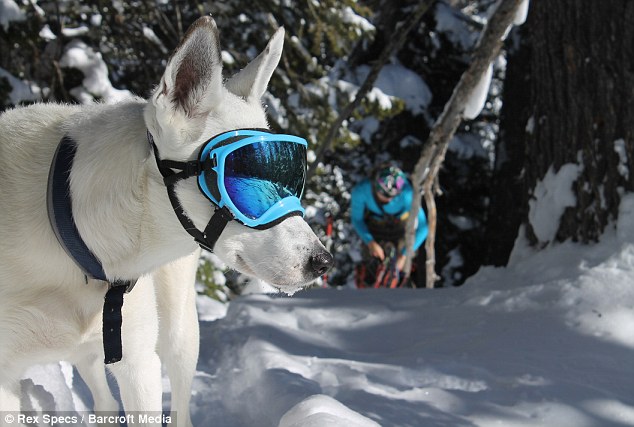 Sunglasses for dogs to protect your pet's eyes from UV rays, dust