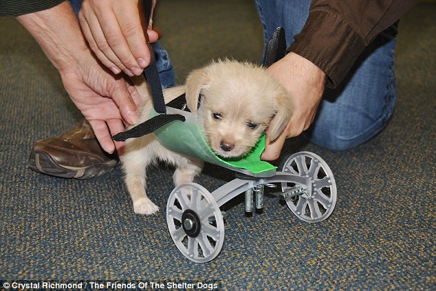 Two-legged rescue puppy born with no front legs on the move thanks to a 3-D printed wheelchair
