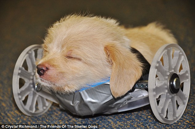 Two-legged rescue puppy born with no front legs on the move thanks to a 3-D printed wheelchair