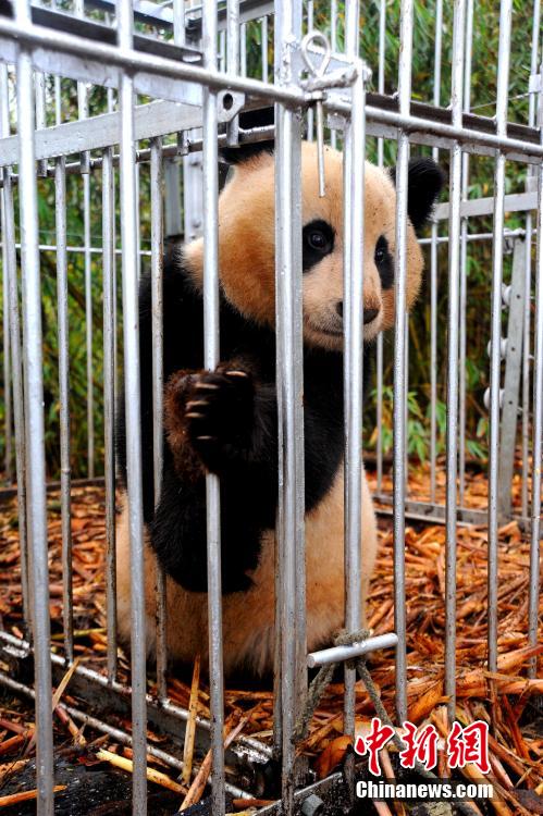 Panda Huajiao ready to go back to nature