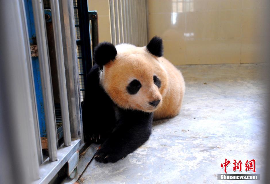 Panda Huajiao ready to go back to nature