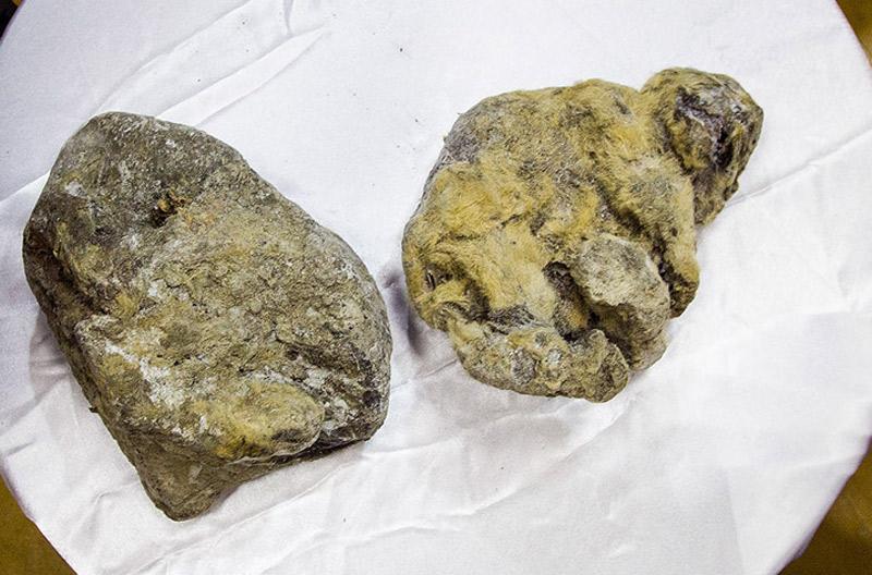 Incredibly preserved cave lions found in Siberia after 12,000 years