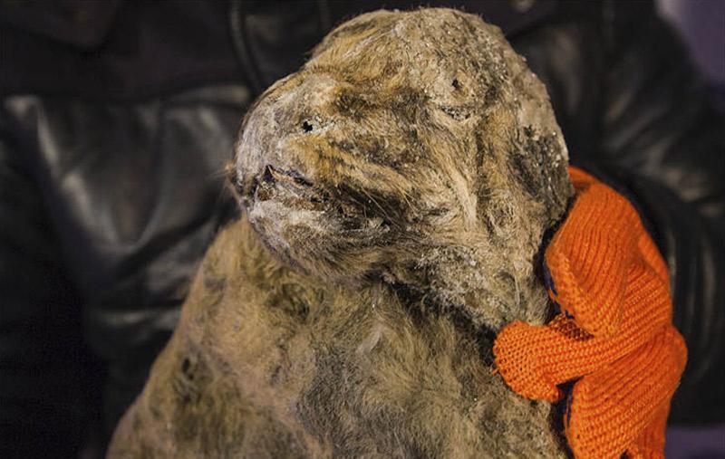 Incredibly preserved cave lions found in Siberia after 12,000 years