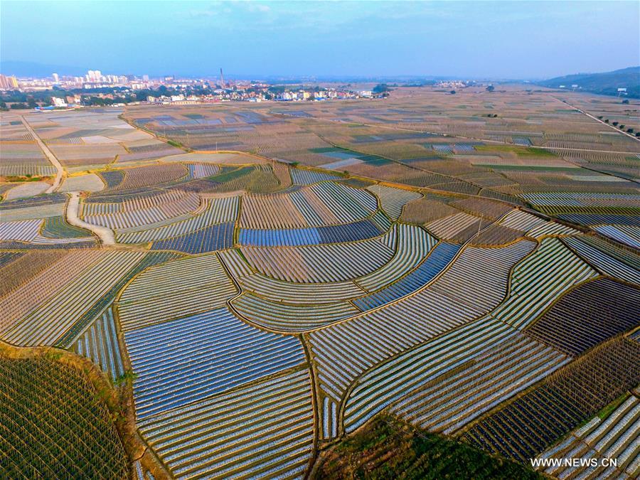 In pics: farmland scenery of Tianzhou Township, S China's Guangxi