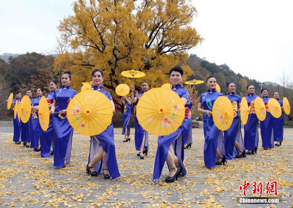 Senior models give cheongsam show under thousand-year-old gingko tree