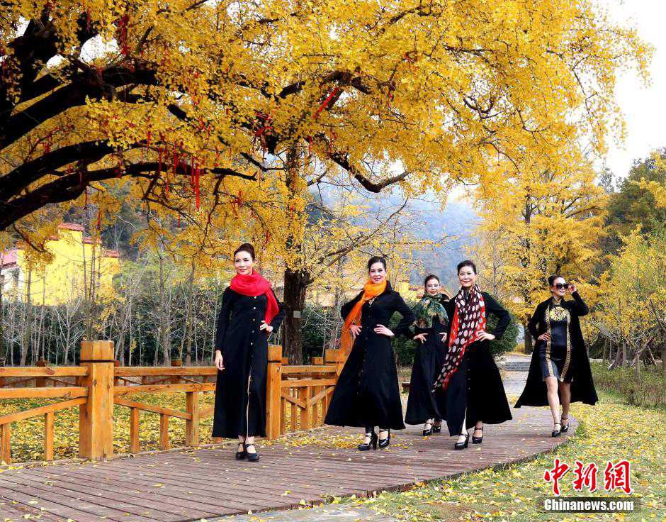 Senior models give cheongsam show under thousand-year-old gingko tree