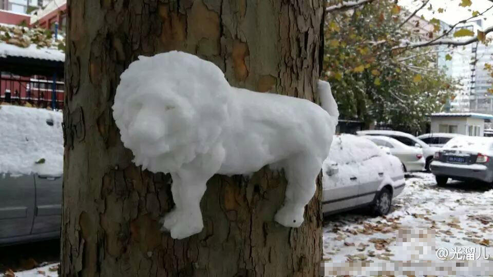 Interesting snow sculptures appear on trees after snow in Beijing