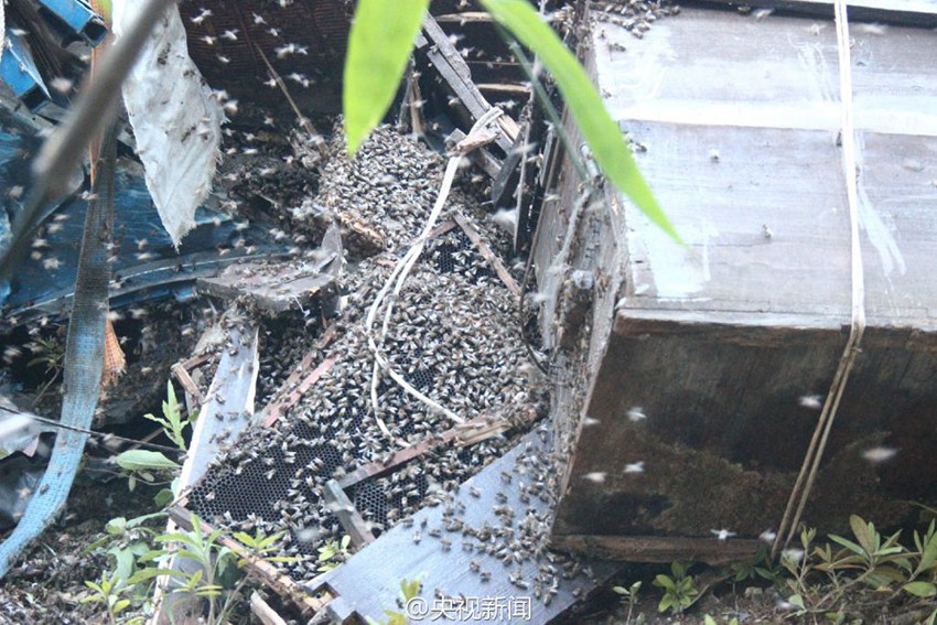 Two million bees escape onto highway in SW China