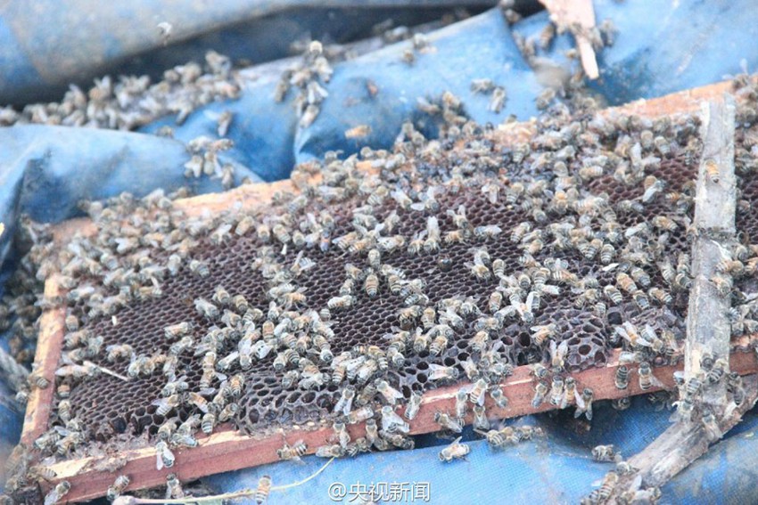 Two million bees escape onto highway in SW China
