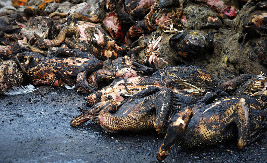 2,000 live ducks turned into roast ducks after truck catches fire