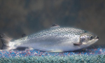 Genetically engineered fish gets US FDA stamp of approval