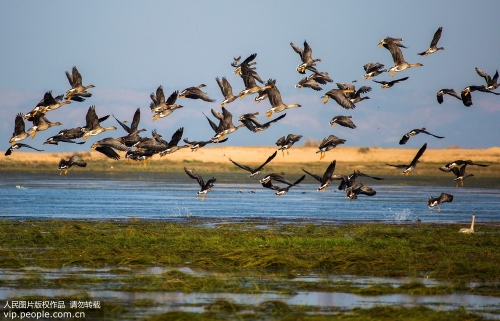 China’s Largest Freshwater Lake welcomes its Best Birdwatching Season of the Year