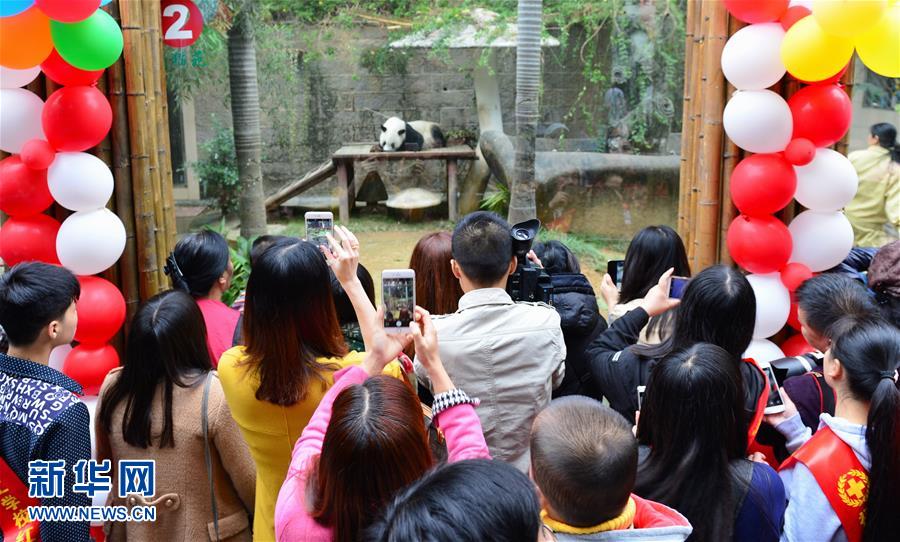 Oldest giant panda Basi celebrates 35th birthday