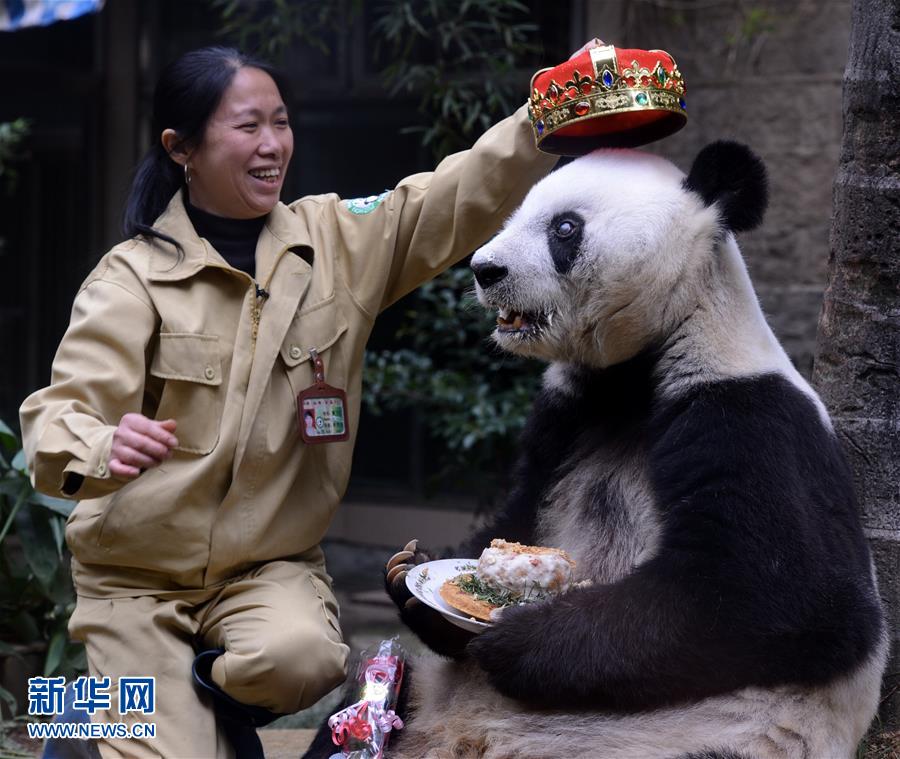 Oldest giant panda Basi celebrates 35th birthday