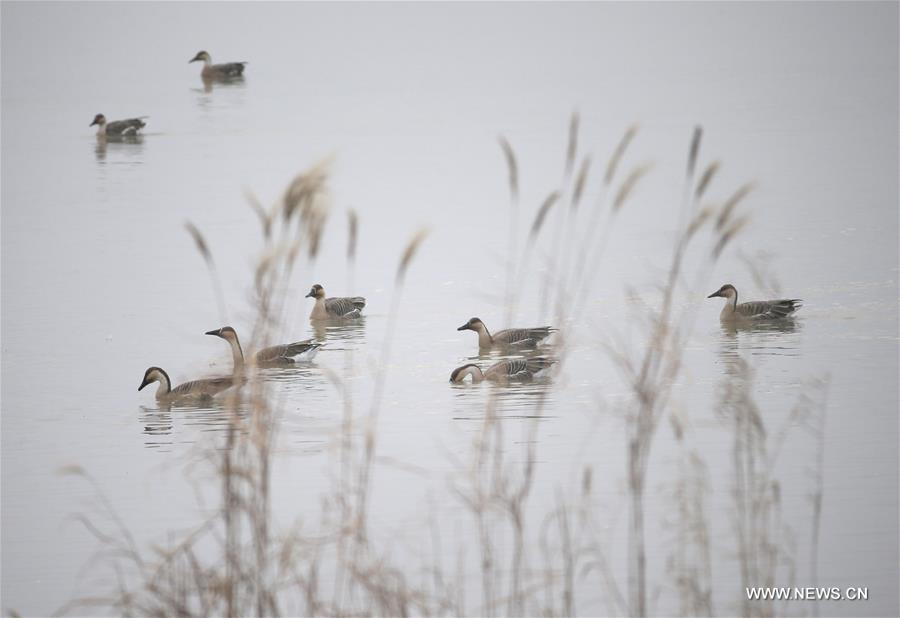 Great many birds migrate to wetlands, E China