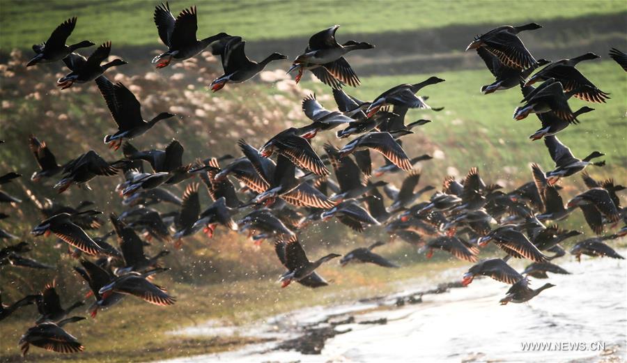 Great many birds migrate to wetlands, E China