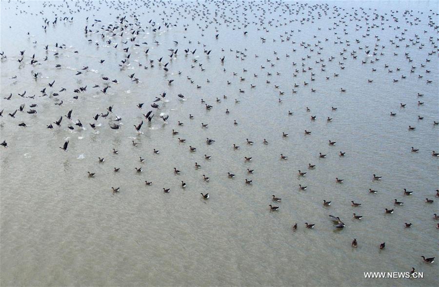 Great many birds migrate to wetlands, E China