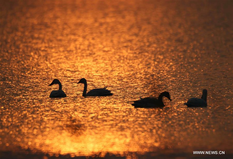 Great many birds migrate to wetlands, E China