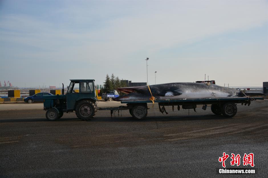 Fisherman finds dead whale and brings it back by tractor 