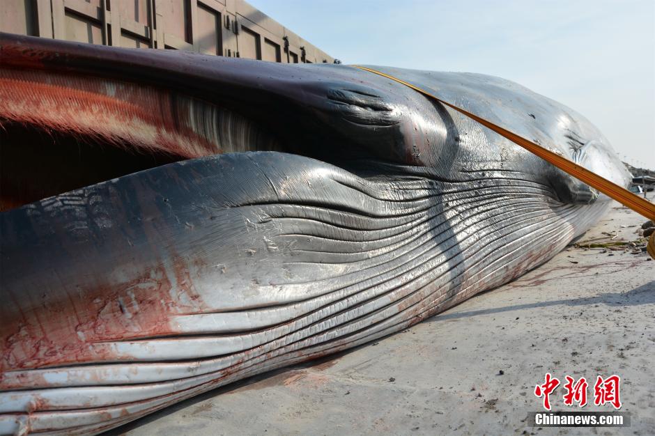 Fisherman finds dead whale and brings it back by tractor 