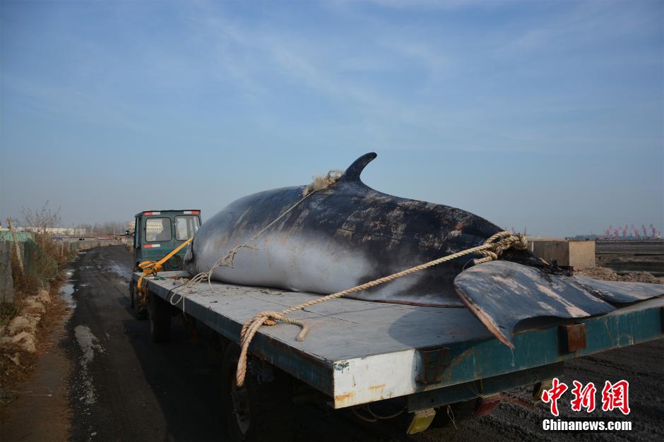 Fisherman finds dead whale and brings it back by tractor 