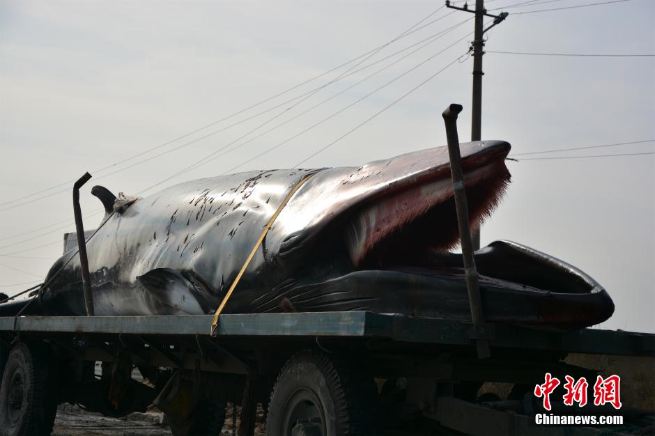 Fisherman finds dead whale and brings it back by tractor 