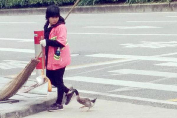 Pet duck accompanies sanitation worker on her job