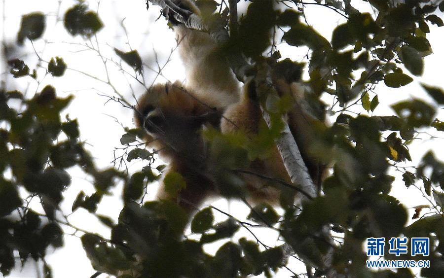 Black-crested gibbon population increases to more than 500 in Yunnan