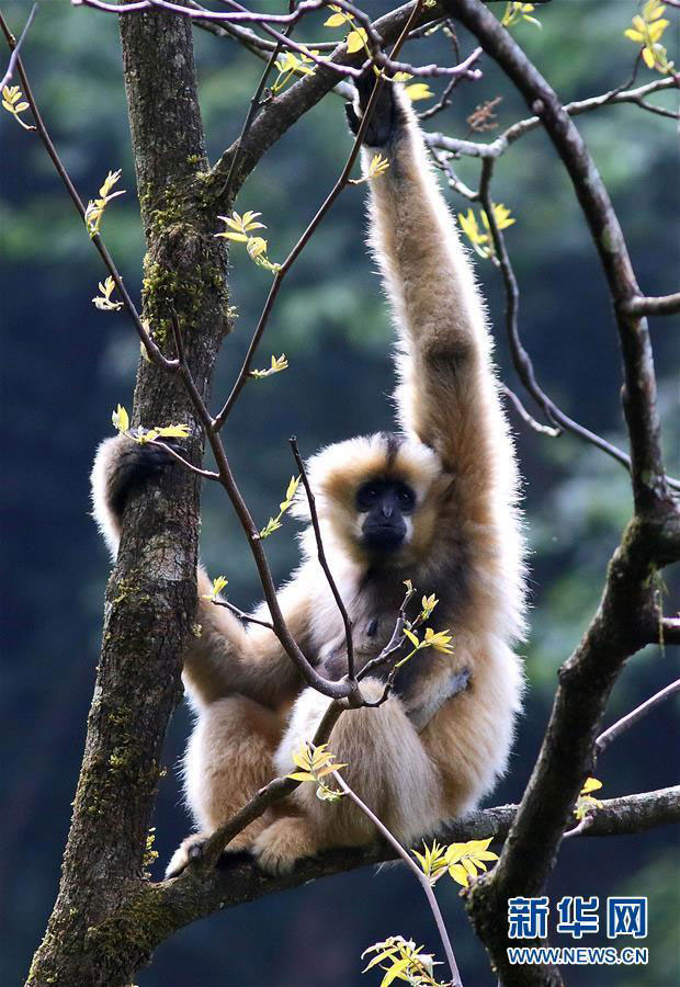 Black-crested gibbon population increases to more than 500 in Yunnan