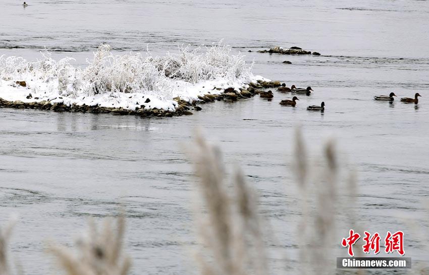 Beautiful rime view appears in downtown Jilin