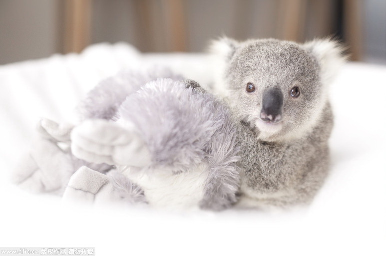 Baby koala in Australia becomes an Internet hit